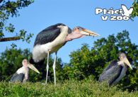 propagace dvur_kralove 1027