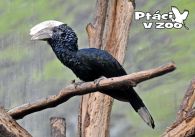 propagace dvur_kralove 1056