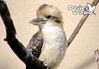 propagace dvur_kralove 1053
