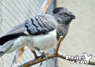 propagace dvur_kralove 1063