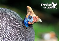 propagace dvur_kralove 1128