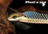 propagace dvur_kralove 1141