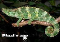 propagace dvur_kralove 1208
