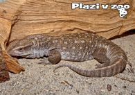 propagace dvur_kralove 1216