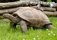 propagace dvur_kralove 1236