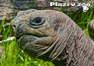 propagace dvur_kralove 1237