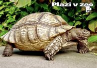 propagace dvur_kralove 1238