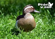 propagace dvur_kralove 1101