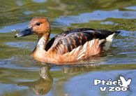 propagace dvur_kralove 1103