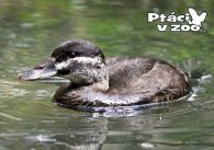 propagace dvur_kralove 1105