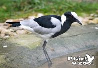 propagace dvur_kralove 1036