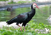 propagace dvur_kralove 1031