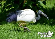 propagace dvur_kralove 1028