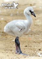 propagace dvur_kralove 1694