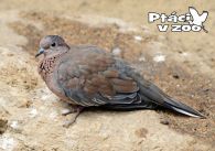 propagace dvur_kralove 1086