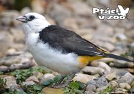 propagace dvur_kralove 1070