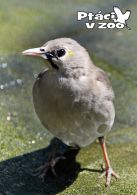 propagace dvur_kralove 1711