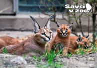propagace dvur_kralove 818