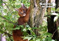 propagace dvur_kralove 820