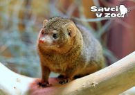 propagace dvur_kralove 839