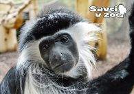 propagace dvur_kralove 847