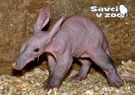 propagace dvur_kralove 971