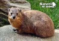 propagace dvur_kralove 972