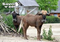 propagace dvur_kralove 910