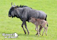 propagace dvur_kralove 909