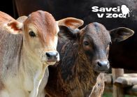 propagace dvur_kralove 959