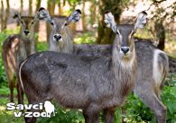 propagace dvur_kralove 928