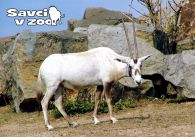 propagace dvur_kralove 938