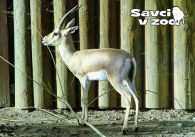 propagace dvur_kralove 944