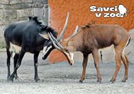 propagace dvur_kralove 917
