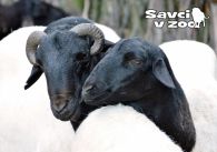 propagace dvur_kralove 954