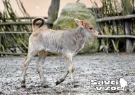 propagace dvur_kralove 960