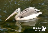 propagace dvur_kralove 1004