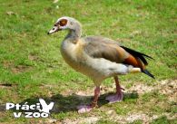 propagace dvur_kralove 1114