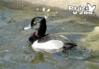 propagace dvur_kralove 1106