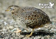 propagace dvur_kralove 1124