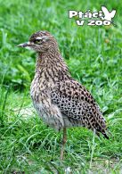 propagace dvur_kralove 1706