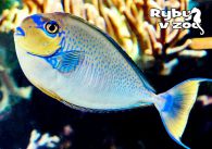 propagace dvur_kralove 1277
