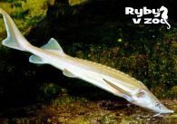 propagace dvur_kralove 1315