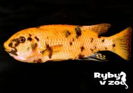 propagace dvur_kralove 1279