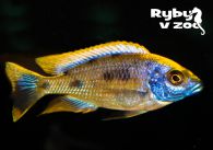 propagace dvur_kralove 1282