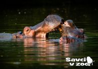 propagace dvur_kralove 882