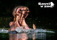 propagace dvur_kralove 883