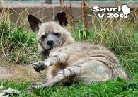 propagace dvur_kralove 823
