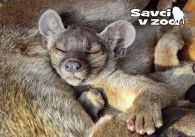 propagace dvur_kralove 832