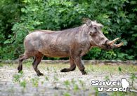 propagace dvur_kralove 964